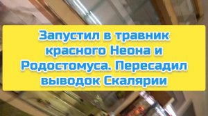 Запустил в травник красного Неона и Родостомуса. Пересадил выводок Скалярии