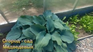 Отличный многолетник для тенистых мест