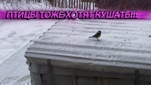 Кормите ПТИЧЕК ЗИМОЙ ведь кроме нас им помочь НЕКОМУ ❗❗❗🐦🕊️🐦⬛ ЖАЛКО ИХ 😔