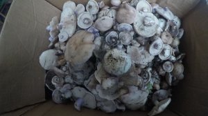 сбор грибов Ростовская область в декабре