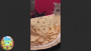 Кот и блинчик, кот и шарик! Смешная подборка! #73