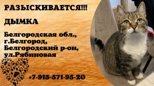Пропала кошка! ДЫМКА. Белгородская обл., г.Белгород.