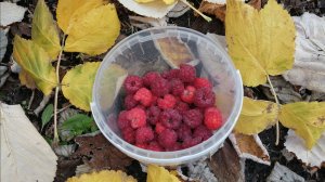 Осенние чудеса. Последние ягоды 27 ноября 2025 г.