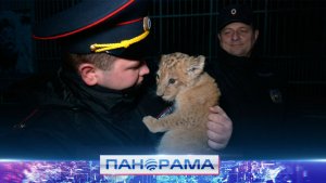 ⚡️ В Мариупольском зоопарке новый питомец: двухмесячного львенка принесли сотрудники полиции