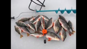 Нереальная рыбалка. Ловим клёвую рыбу. Братское Водохранилище Зимняя рыбалка. Зимняя рыбалка