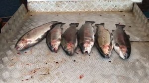 итоговый улов форели