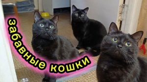 ВЕСЁЛАЯ ПЕСНЯ ПРО ЧЁРНЫХ КОШЕК. Забавные кошки.