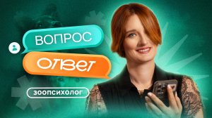 Зоопсихолог отвечает на вопросы подписчиков — Часть 2 — разбор проблем с поведением собак