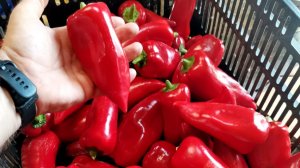 Полный ОБЗОР Сладких Сортов ПЕРЦА сайта ПОМИДОМ.РУ POMIDOM.RU характеристики описание урожайность!