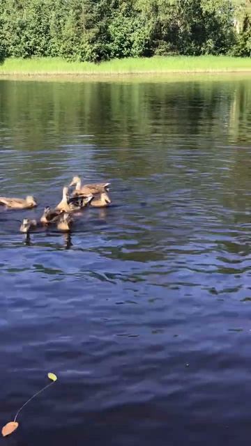 Ленобласть.17.07.2024. Часть 77. Утята_ На третье на завтрак хлебушек