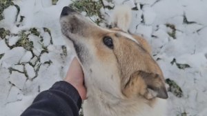 Потомок Яра в 2025 году