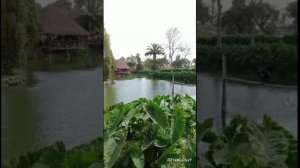 Зоопарк.Лима.Перу.