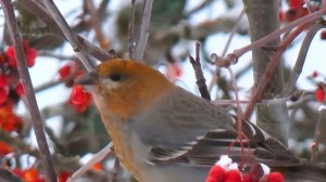 Северные попугаи прилетели в Ленинградскую область