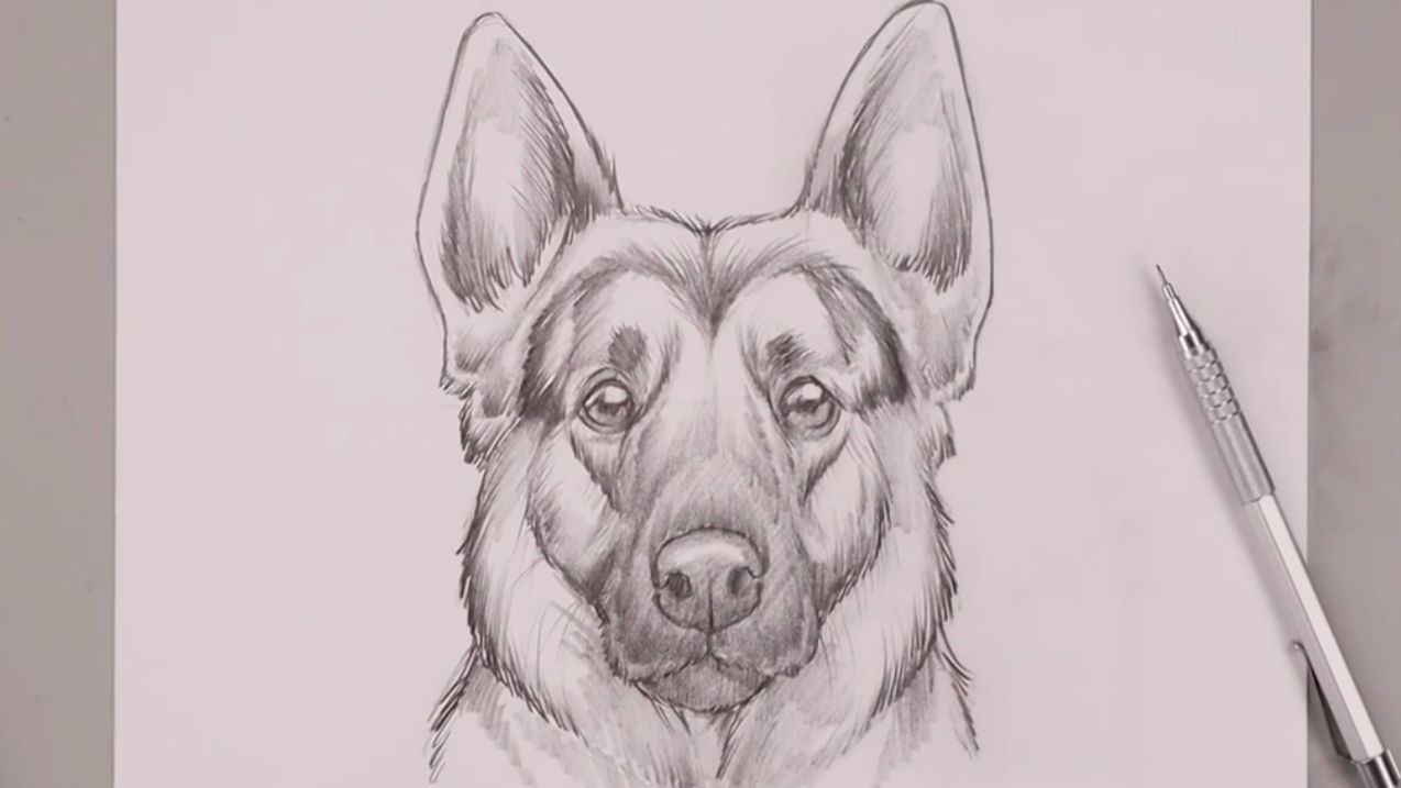 Как нарисовать Овчарку карандашом поэтапно