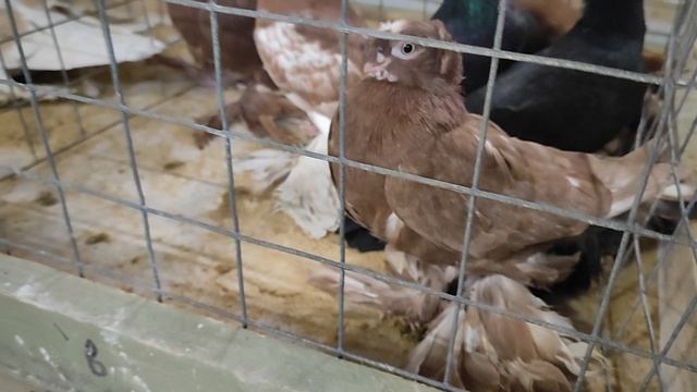 30.11.2025г Выставка Голубей г.Воронеж ч.2