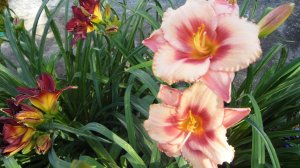 Лилейники нашего сада. Сезон 2025 года