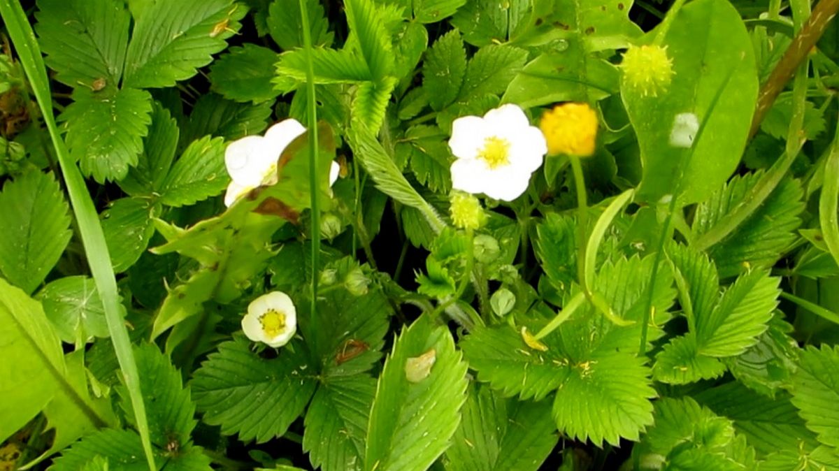 Земляники будет много