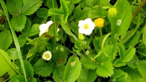 Земляники будет много