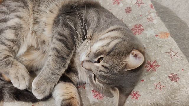 02-12-2025 деревенский кот улыбается зиме