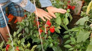 ДОЛМА, лучшего сладкого перца для фарширования я не знаю. Вы только посмотрите на него в pomidom.ru