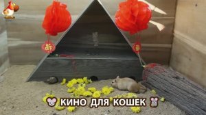Видео для кошек про крысок развлекать питомцев 🐭🐀😂 (392)