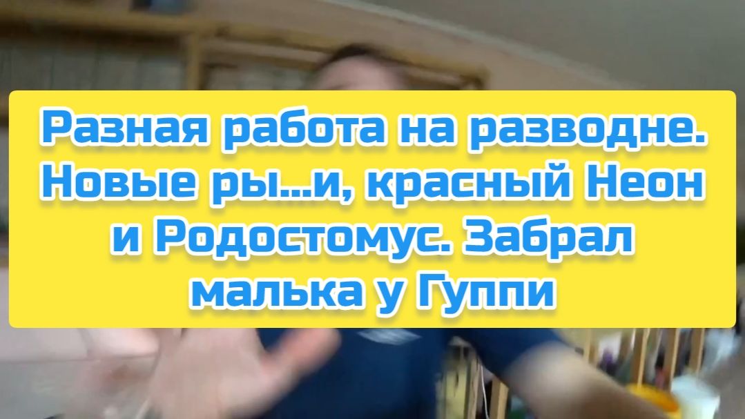 Разная работа на разводне. Новые ры...и, красный Неон и Родостомус. Забрал малька у Гуппи смотреть онлайн
