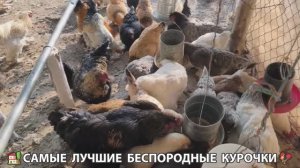 Цыплята и Курочки селяночки лучшие беспородные несушки 🥚 (398)
