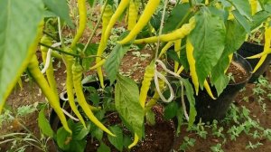 Друзья! Для Цицак квашения и маринования лучшего перца не найти Берос Пеперони Венгерский ранний.