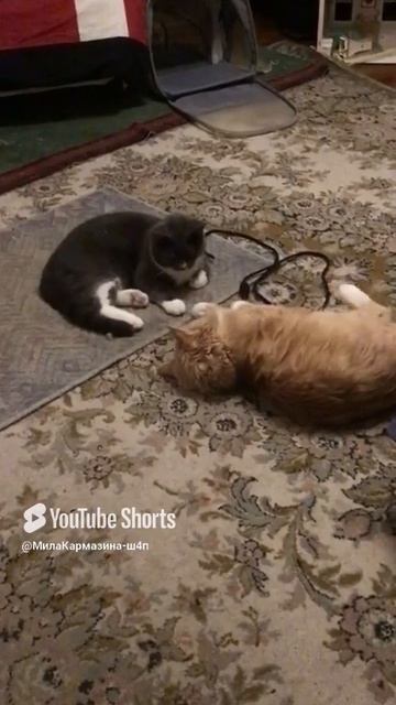 Санкт-Петербург. 02.12.2025. Котёнок Тортик в гостях у Персика. Игра мальчишек. Эпизод 2