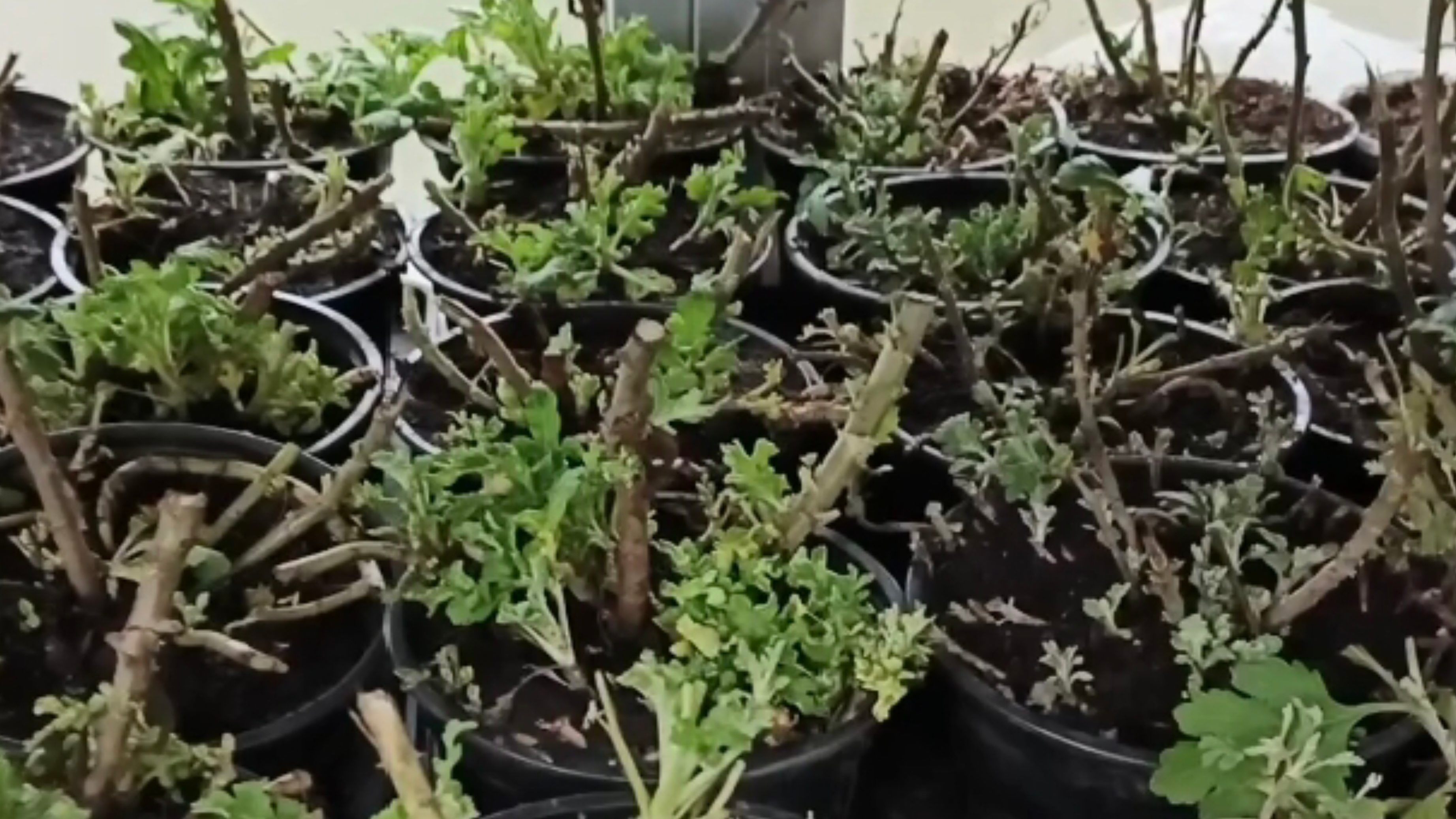 ВЕСТИ ИЗ ТЕПЛИЦЫ. РАБОТА С МАТОЧНИКАМИ ХРИЗАНТЕМЫ.