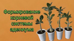 Корни адениума это всегда красиво, если их правильно сформировать. «Я так вижу»! 2 декабря 2025 г.