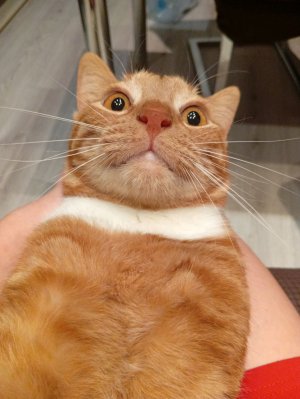 разговорное видео