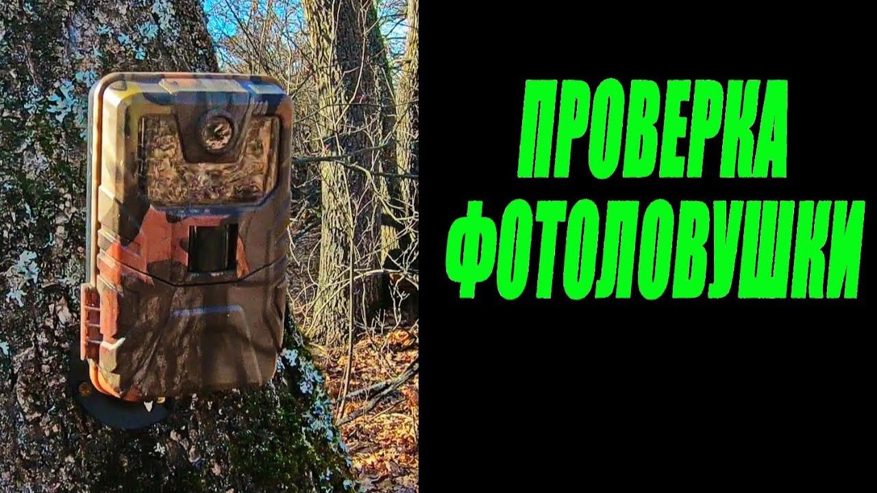 Проверка фотоловушки, Лосиха с лосятами, маленькая косуля. Солонец / ФОТОЛОВУШКА в лесу