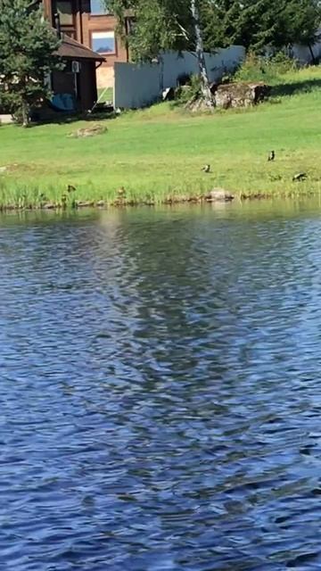 Ленобласть.17.07.2024. Часть 81. Утята_ Отдыхающие на берегу утята и мешающие им вороны