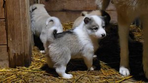 Морковь с мясом