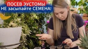 ПОСЕВ ЭУСТОМЫ В ДЕКАБРЕ - 100% ВСХОЖЕСТЬ, ЕСЛИ НЕ ЗАСЫПАТЬ СЕМЕНА. НЕОБЫЧНЫЙ, НО ВЕРНЫЙ СПОСОБ!