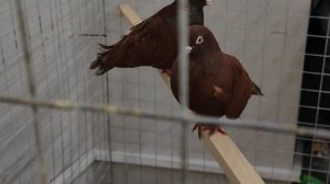 30.11.2025г Выставка г Воронеж ч.10