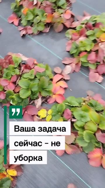 СТОП! Не трогайте ягоды в ноябре!