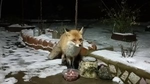 (1185) Лиса приходит в гости. Ноябрь 2025