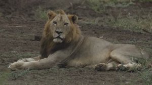 МУЗЫКА, КОТОРАЯ УСПОКАИВАЕТ И РАДУЕТ ДУШУ