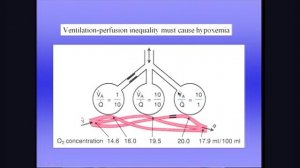 West 8 Газообмен в легких 2
