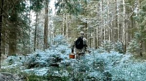 Грибник зашел в лес и обалдел! Грибы полянами не ожидал! Первый снег, тихая охота Сказочная Карелия