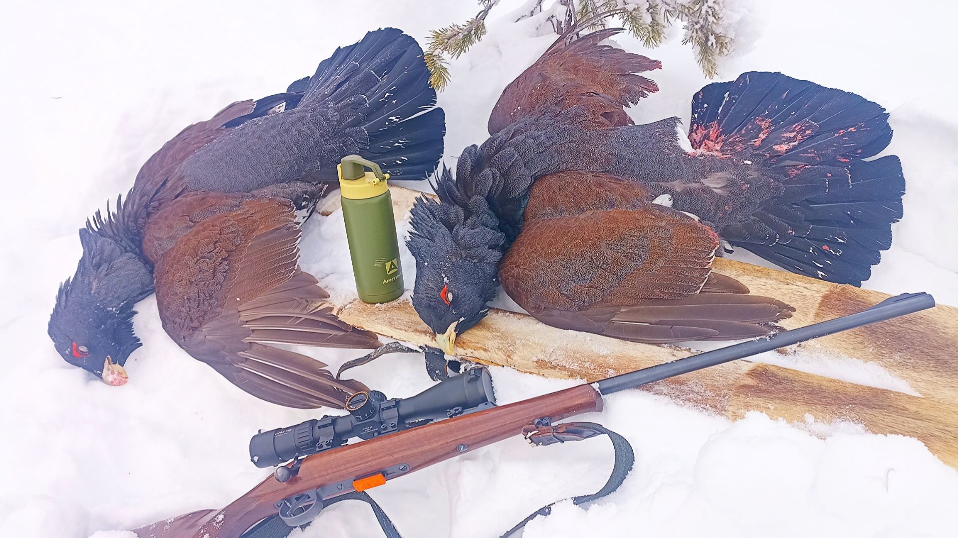 Три года назад. С ОДНОГО МЕСТА ДВА ГЛУХАРЯ! МЕЛКАШКА МОЖЕТ! БРАКОНЬЕР?  ОХОТА НА БОРОВУЮ ДИЧЬ.