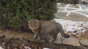 ДНЕВНИК лесного кота БАРСИКА: 29-11-2025