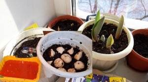 Выращивание тюльпанов в домашних условиях с учетом ошибок