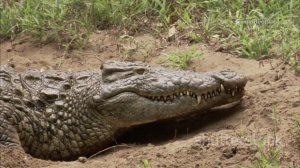Удивительные факты о крокодилах