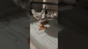 Морская свинка🤍 32