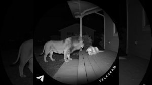 #мем #мемы #юмор #приколы #дляхорошегонастроения