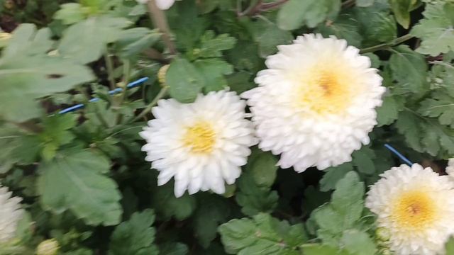 ПО ВАШИМ ПРОСЬБАМ ОБЗОР СОРТОВ ХРИЗАНТЕМЫ БЕЛЫХ ОТТЕНКОВ.