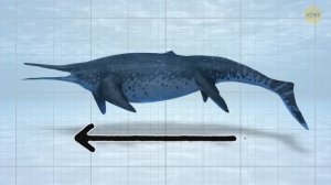 Почему глубины океана создают монстров больше, чем что-либо наверху